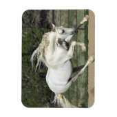 Andalusischer Stallion, Lauf, PR Magnet (Vertikal)