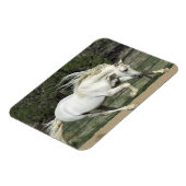 Andalusischer Stallion, Lauf, PR Magnet (Linke Seite)