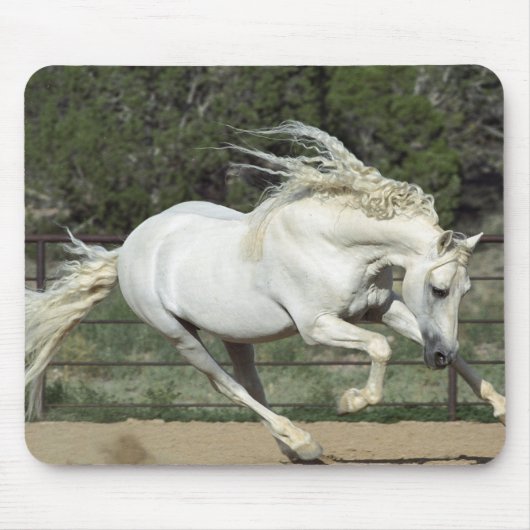 Andalusischer Stallion, Lauf, PR Mousepad (Vorne)