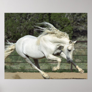 Andalusischer Stallion, Lauf, PR Poster