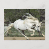 Andalusischer Stallion, Lauf, PR Postkarte (Vorderseite)
