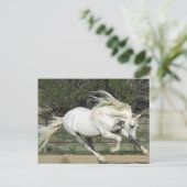Andalusischer Stallion, Lauf, PR Postkarte (Stehend Vorderseite)