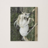 Andalusischer Stallion, Lauf, PR Puzzle (Vertikal)