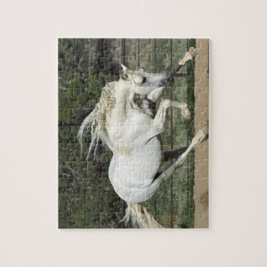 Andalusischer Stallion, Lauf, PR Puzzle (Vertikal)