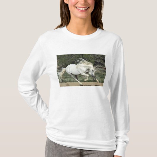Andalusischer Stallion, Lauf, PR T-Shirt (Vorderseite)