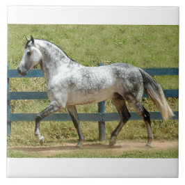 Andalusisches Stallions-Trotten Fliese