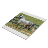Andalusisches Stallions-Trotten Fliese (Seite)