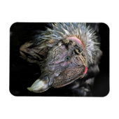 Andean Condor Male Magnet (Horizontal)