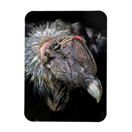 Andean Condor Male Magnet (Vertikal)