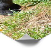 Andenbär, der auf dem Gras-Postkarte-T - Shirt Cof Poster (Ecke)