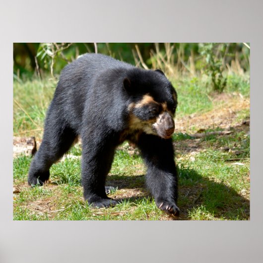 Andenbär, der auf dem Gras-Postkarte-T - Shirt Cof Poster (Vorne)