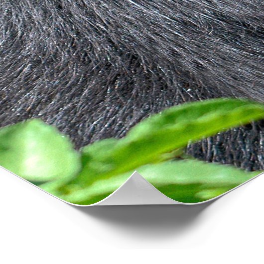 Andenbär schließen poster (Ecke)