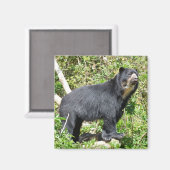 Andenbär stehend magnet (Vorderseite/Rückseite)