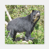 Andenbär stehend magnet (Vorne)