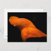 Andenhahn Postkarte (Vorne/Hinten)