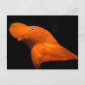 Andenhahn Postkarte (Vorderseite)