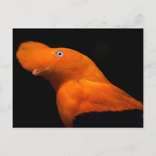 Andenhahn Postkarte (Vorderseite)