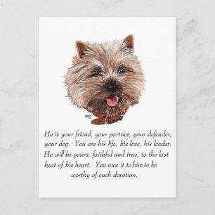 Andenken Cairn Terrier - Männlich Postkarte