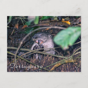 Andere Fische essen Tortuguero - Costa Rica Postkarte