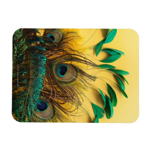 Andere Peacock Feathers Magnet (Horizontal)
