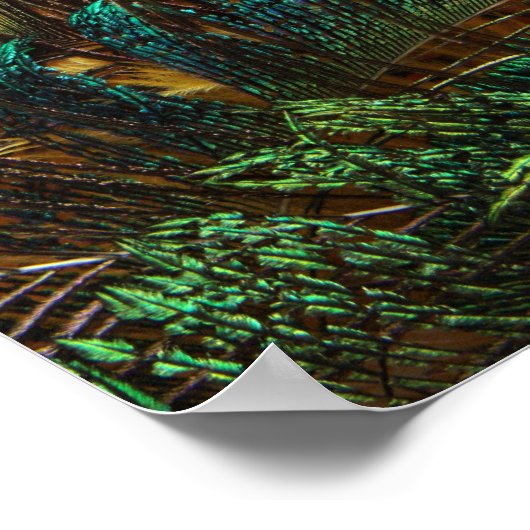 Andere Peacock Feathers Poster (Ecke)