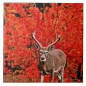 Anderer allgemeiner Name: Virginia-Rotwild. Nahe Fliese (Vorderseite)