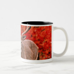 Anderer allgemeiner Name: Virginia-Rotwild. Nahe Zweifarbige Tasse