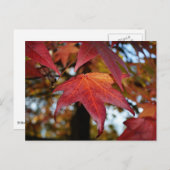 Ändern der Blätter des Herbstes Postkarte (Vorne/Hinten)