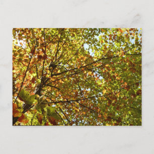 Ändern der Farbe von Ahornbaum Grün und Gold Postkarte