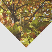 Ändern der Farbe von Ahornbaum Grün und Gold Seidenpapier (Detail)