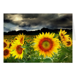 Ändern Sie im Wetter, Sonnenblumekarte