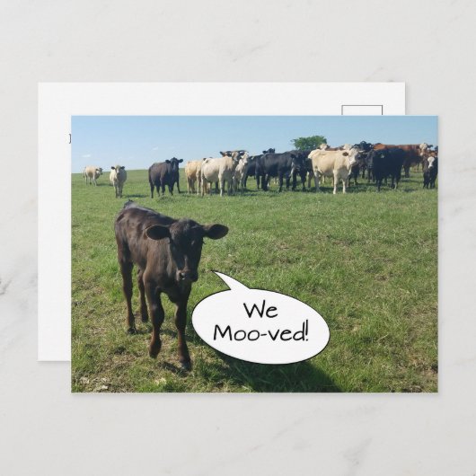 Änderung der Adresse der Kuh Postkarte (Vorne/Hinten)