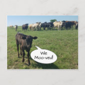 Änderung der Adresse der Kuh Postkarte (Vorderseite)