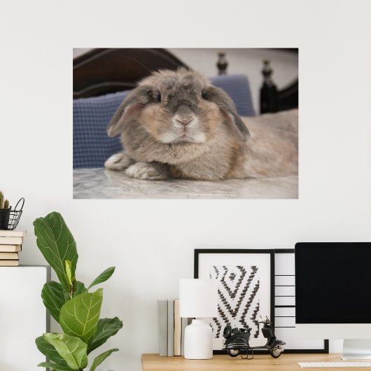 Andora der Hase: Chillaxing Poster (Heimbüro)