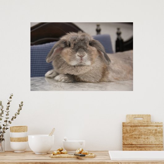 Andora der Hase: Chillaxing Poster (Küche)