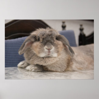Andora der Hase: Chillaxing Poster