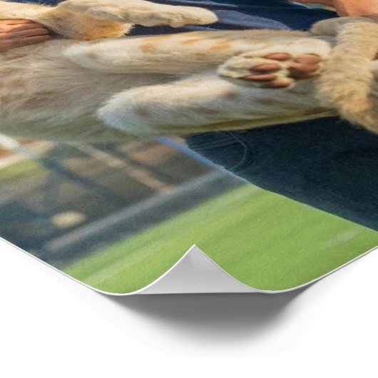 Andrew Tate tiger poster (Ecke)