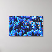 Androecia Leinwanddruck (Vorderseite)