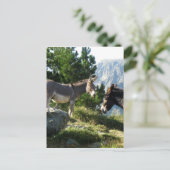 Ane de Corse Postkarte (Stehend Vorderseite)