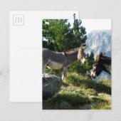 Ane de Corse Postkarte (Vorne/Hinten)