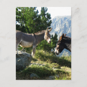 Ane de Corse Postkarte