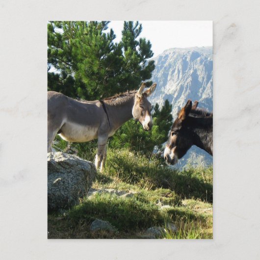Ane de Corse Postkarte (Vorderseite)