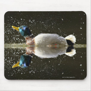 (Anekdoten platyrhyncus), nachher rüttelnd weg vo Mousepad