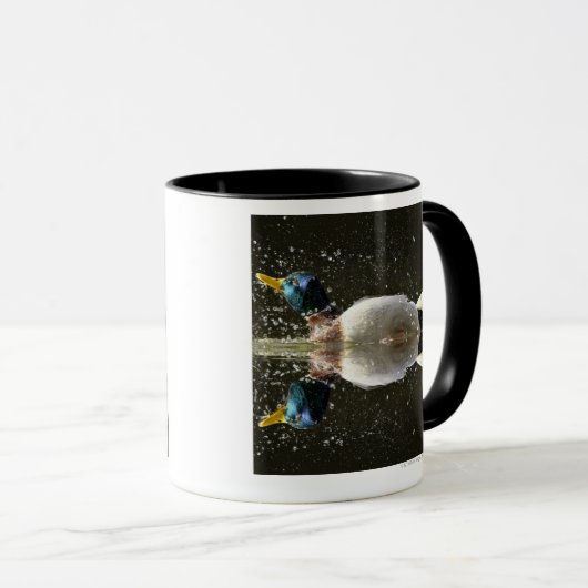 (Anekdoten platyrhyncus), nachher rüttelnd weg vom Tasse (VorderseiteRechts)