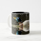 (Anekdoten platyrhyncus), nachher rüttelnd weg vom Zweifarbige Tasse (Vorderseite Links)