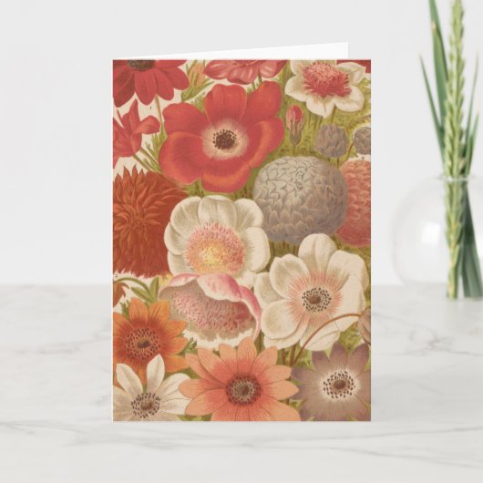 Anemon | George Nicholson Karte (Vorderseite)