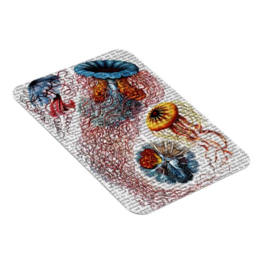 Anemon Magnet (Rechte Seite)