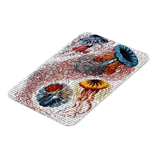 Anemon Magnet (Linke Seite)