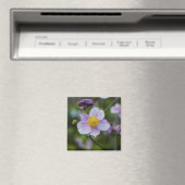 Anemon Magnet (In Situ (Geschirrspüler))