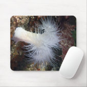 Anemon (Metridium farcimen) Mousepad (Mit Mouse)
